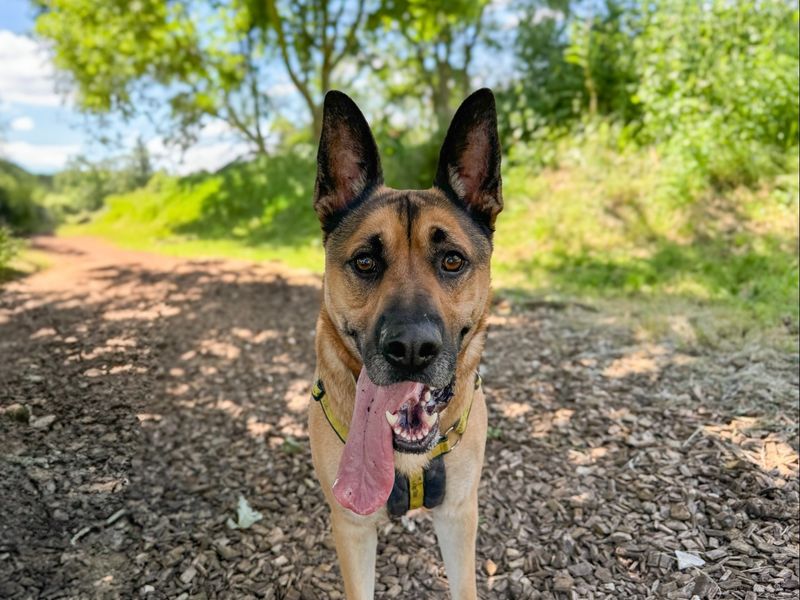 German Shepherd for adoption in Snetterton, Norfolk – 4 years old - Image 6 of 9