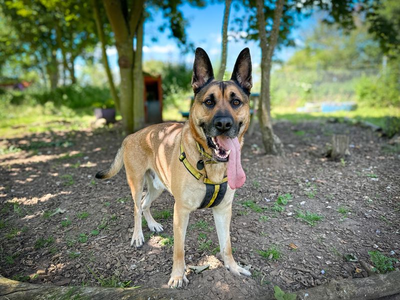 German Shepherd for adoption in Snetterton, Norfolk – 4 years old - Image 1 of 9