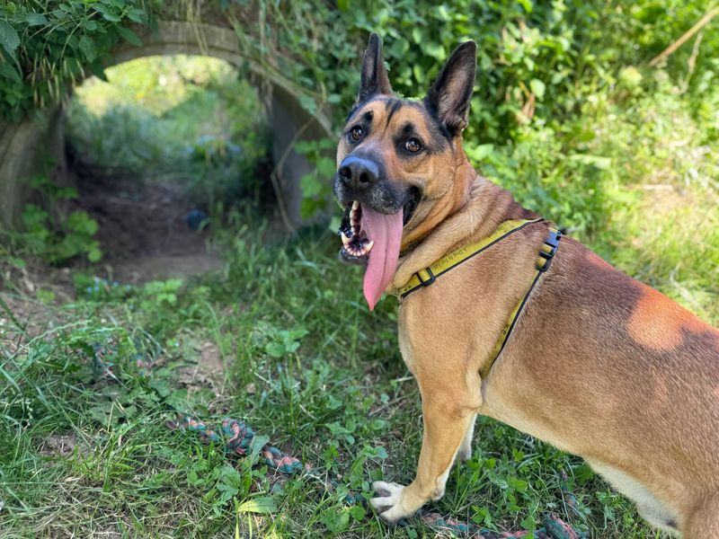 German Shepherd for adoption in Snetterton, Norfolk – 4 years old - Image 2 of 9