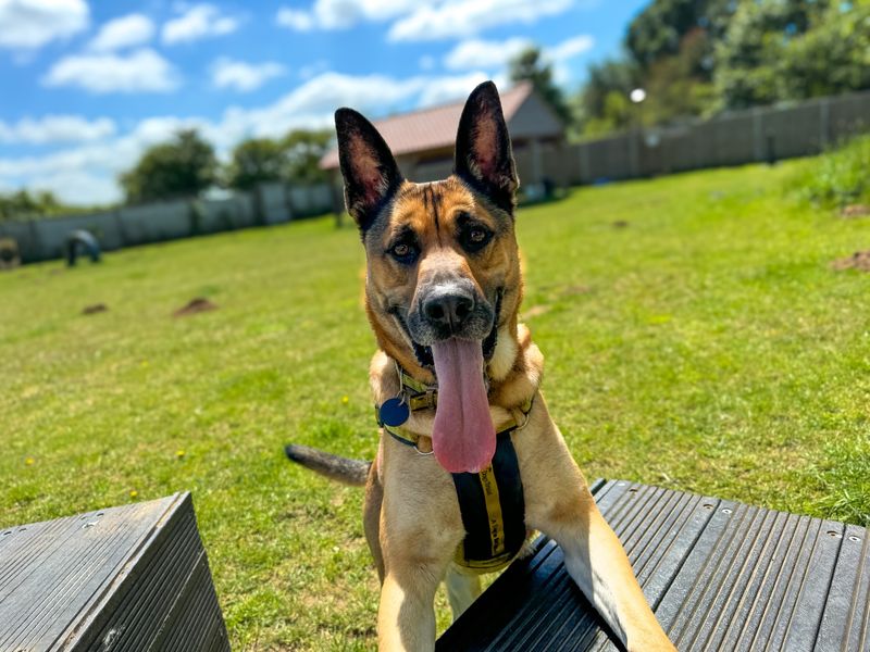 German Shepherd for adoption in Snetterton, Norfolk – 4 years old - Image 5 of 9