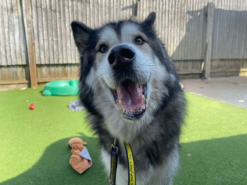 Alaskan Malamute for adoption in Kenilworth, Warks – 5 years old
