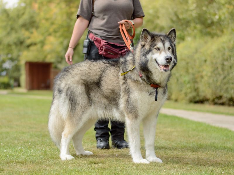 Coco | Alaskan Malamute | Kenilworth (West Midlands) - 1