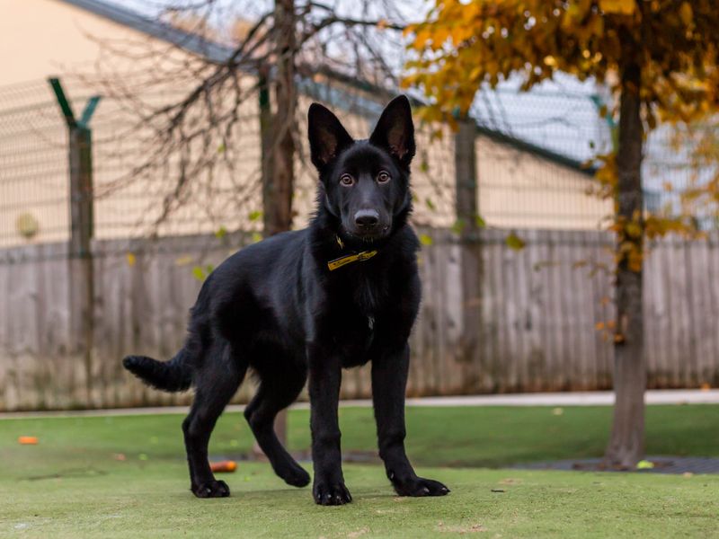 Lexi for sale in Manchester | Image 3