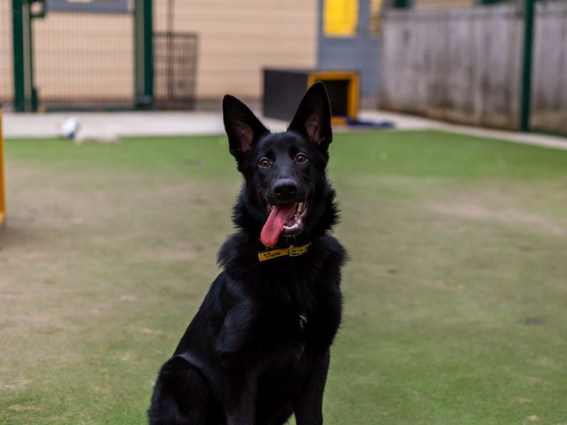 Lexi for sale in Manchester