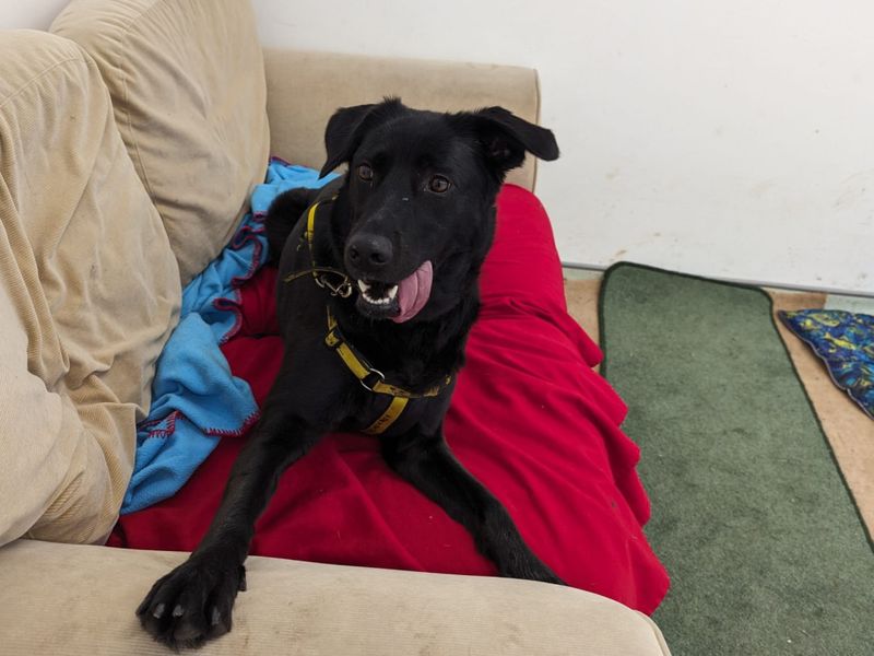 German Shepherd for adoption in Cardiff / Caerdydd, South Glamorgan – 4 years old - Image 4 of 8