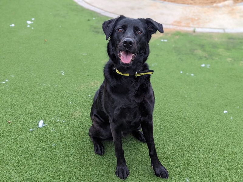 German Shepherd for adoption in Cardiff / Caerdydd, South Glamorgan – 4 years old - Image 7 of 8