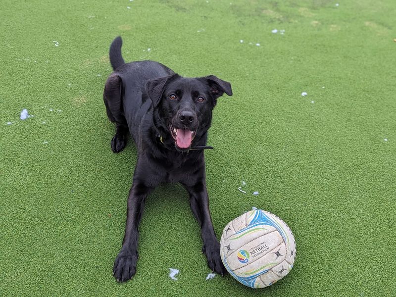 German Shepherd for adoption in Cardiff / Caerdydd, South Glamorgan – 4 years old - Image 6 of 8