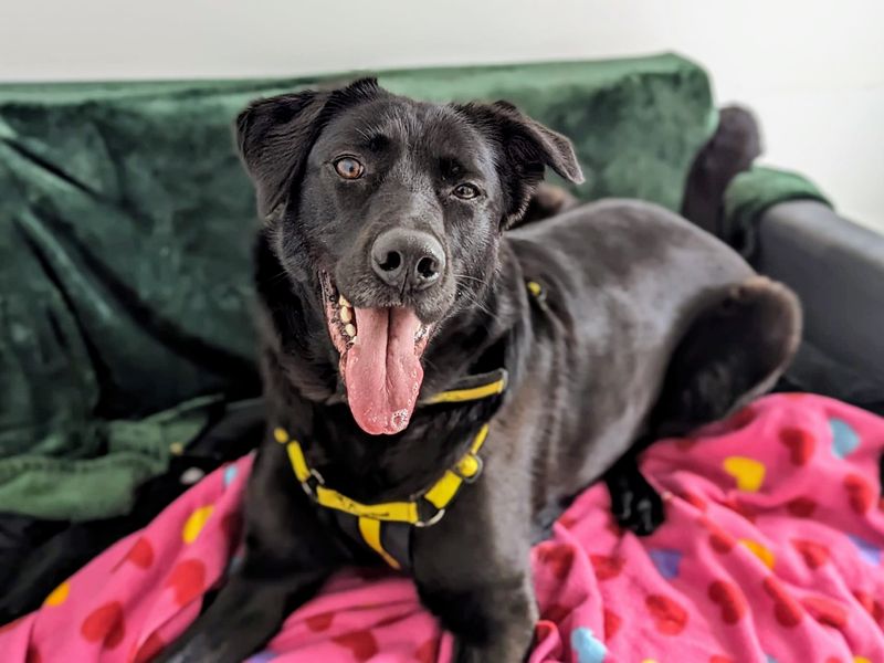 German Shepherd for adoption in Cardiff / Caerdydd, South Glamorgan – 4 years old - Image 2 of 8