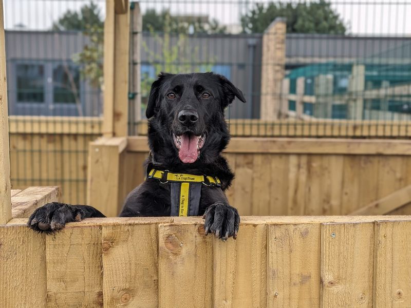 German Shepherd for adoption in Cardiff / Caerdydd, South Glamorgan – 4 years old - Image 5 of 8