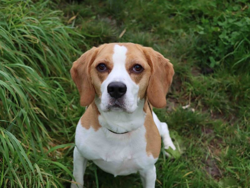 Mia for sale in Sadberge - Image 3