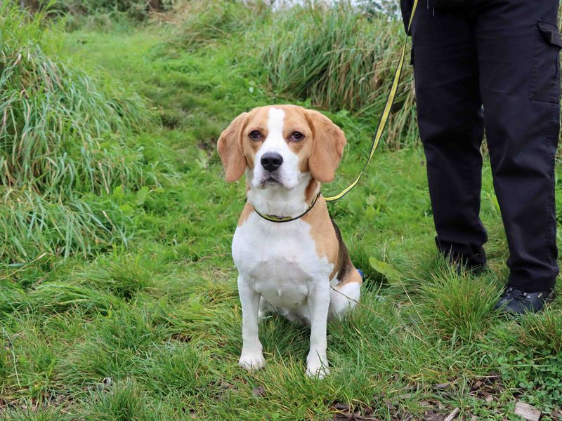 Beagle puppies for sale in Sadberge – 6 years old