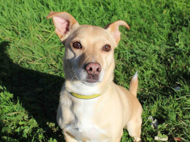 Puppies Sadberge Dog Rehoming Sadberge Dogs Trust Rehoming Centre