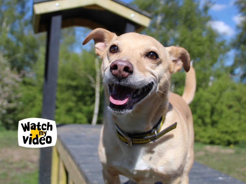 Greg | Crossbreed | Darlington - 1