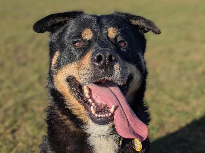 Brogue | Rottweiler Cross | Evesham (Worcestershire) - 1
