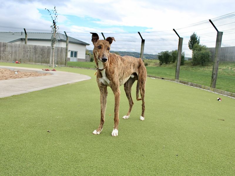 Greyhound for adoption in Evesham, Worcestershire – 7 years old - Image 3 of 7