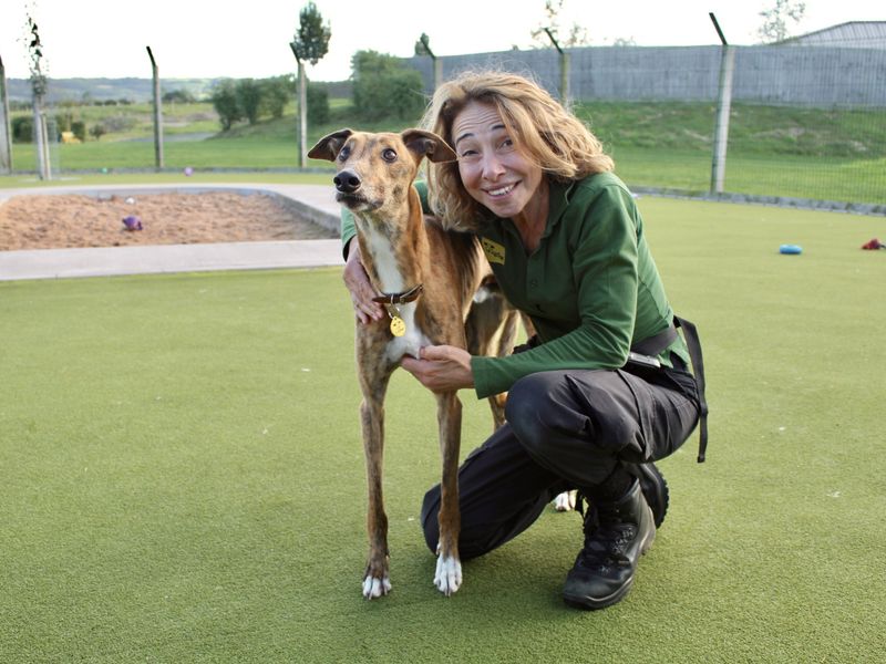 Greyhound for adoption in Evesham, Worcestershire – 7 years old - Image 4 of 7