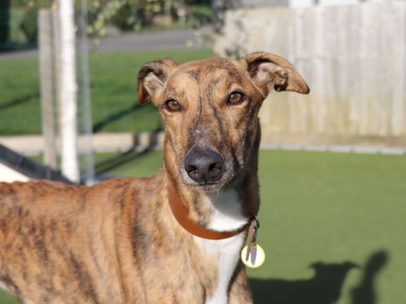 Greyhound for adoption in Evesham, Worcestershire – 7 years old - Image 6 of 7