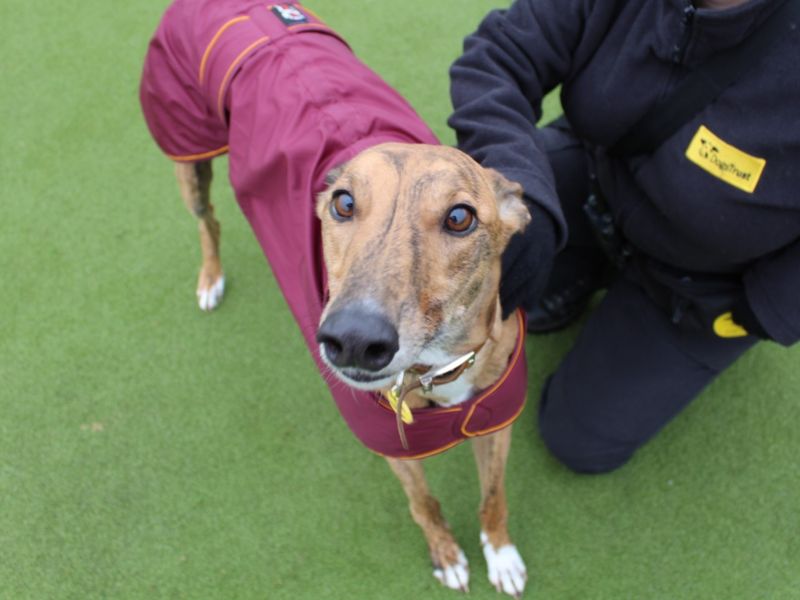 Greyhound for adoption in Evesham, Worcestershire – 7 years old - Image 1 of 7