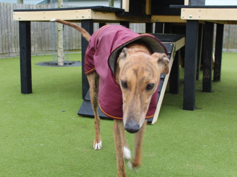 Greyhound for adoption in Evesham, Worcestershire – 7 years old - Image 5 of 7