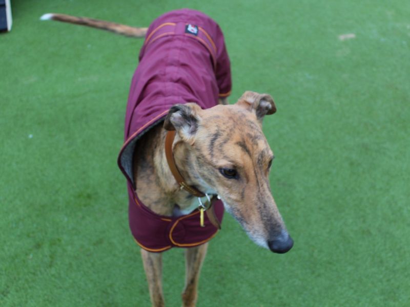 Greyhound for adoption in Evesham, Worcestershire – 7 years old - Image 2 of 7