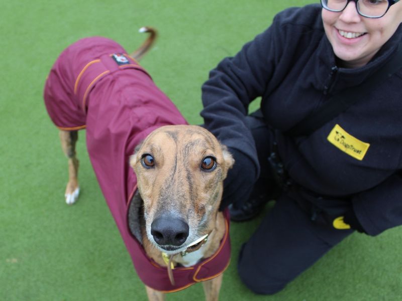 Greyhound for adoption in Evesham, Worcestershire – 7 years old - Image 7 of 7