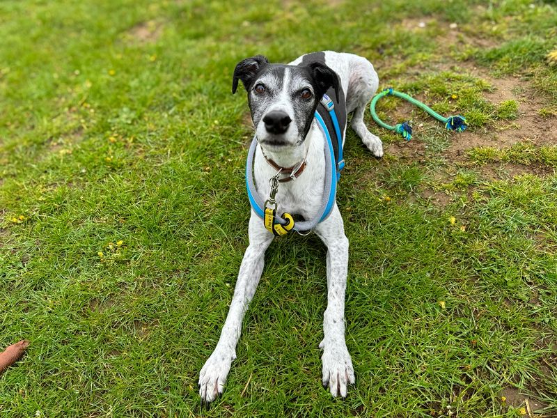 Greyhound for adoption in Snetterton, Norfolk – 7 years old