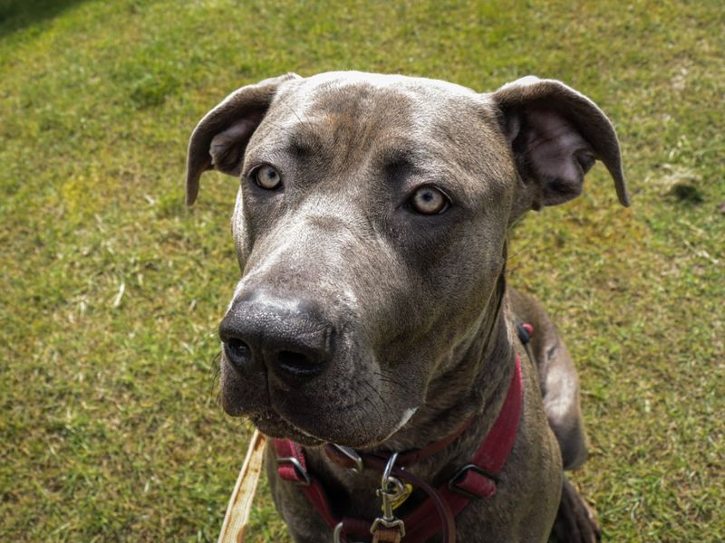 Doberman for adoption in Evesham, Worcestershire – 3 years old - Image 3 of 10