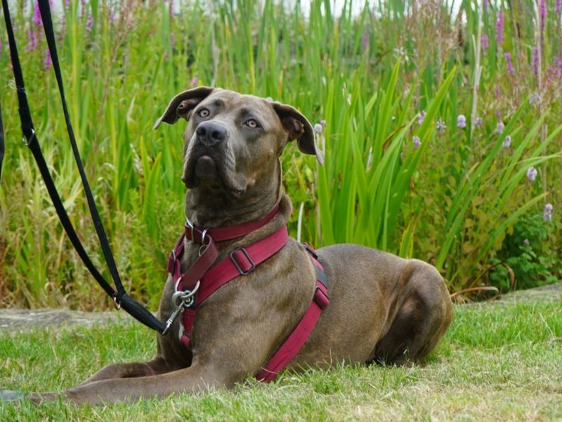 Doberman for adoption in Evesham, Worcestershire – 3 years old - Image 4 of 10