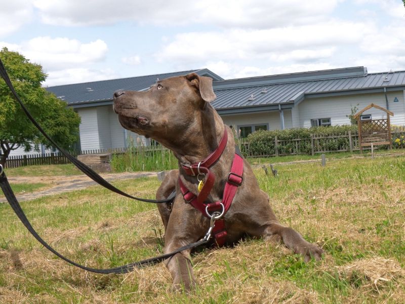 Doberman for adoption in Evesham, Worcestershire – 3 years old - Image 6 of 10