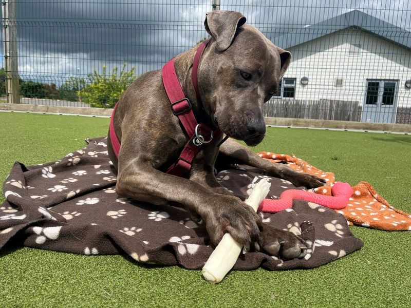 Doberman for adoption in Evesham, Worcestershire – 3 years old - Image 10 of 10