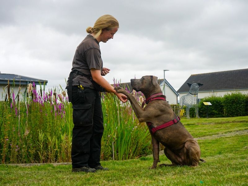 Doberman for adoption in Evesham, Worcestershire – 3 years old - Image 1 of 10