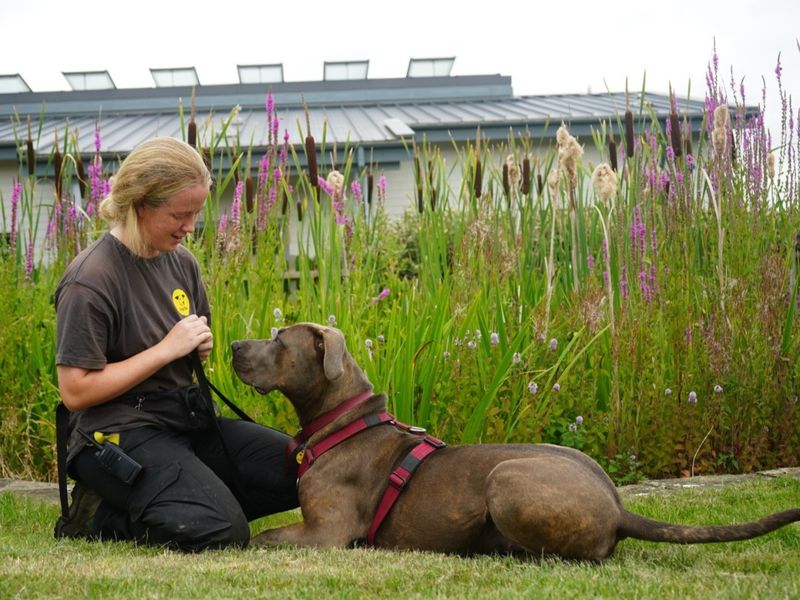 Doberman for adoption in Evesham, Worcestershire – 3 years old - Image 9 of 10