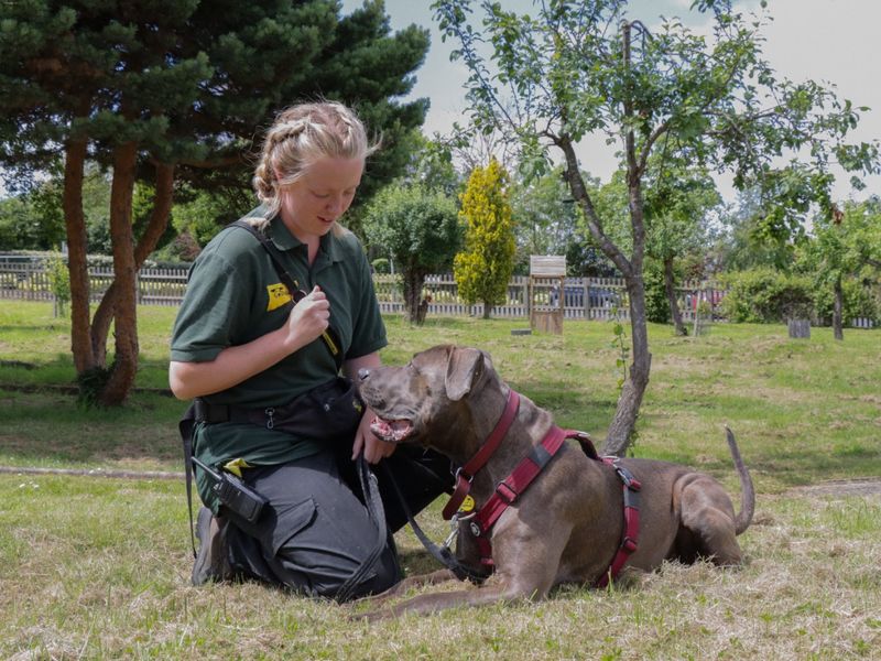 Doberman for adoption in Evesham, Worcestershire – 3 years old - Image 7 of 10