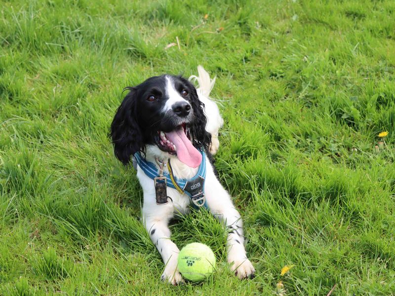 Cocker Spaniel for adoption in Sadberge, Co Durham – 3 years old - Image 5 of 5