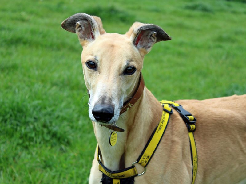 Bert for sale in Liverpool, Merseyside - Image 1