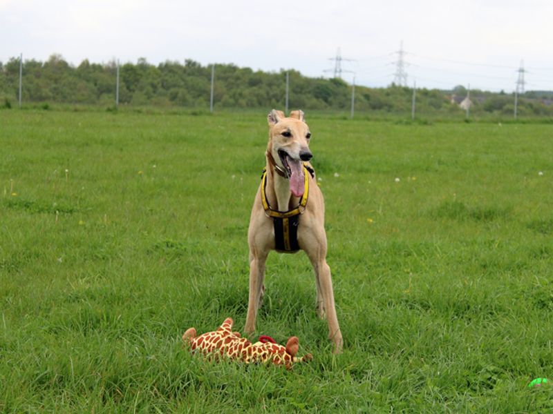 Greyhound for adoption in Liverpool, Merseyside – 8 years old - Image 4 of 7