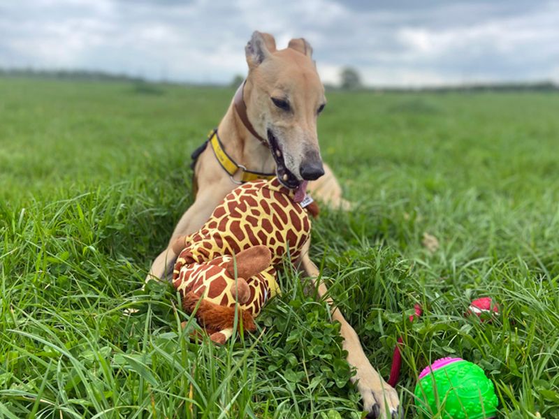 Greyhound for adoption in Liverpool, Merseyside – 8 years old - Image 7 of 7