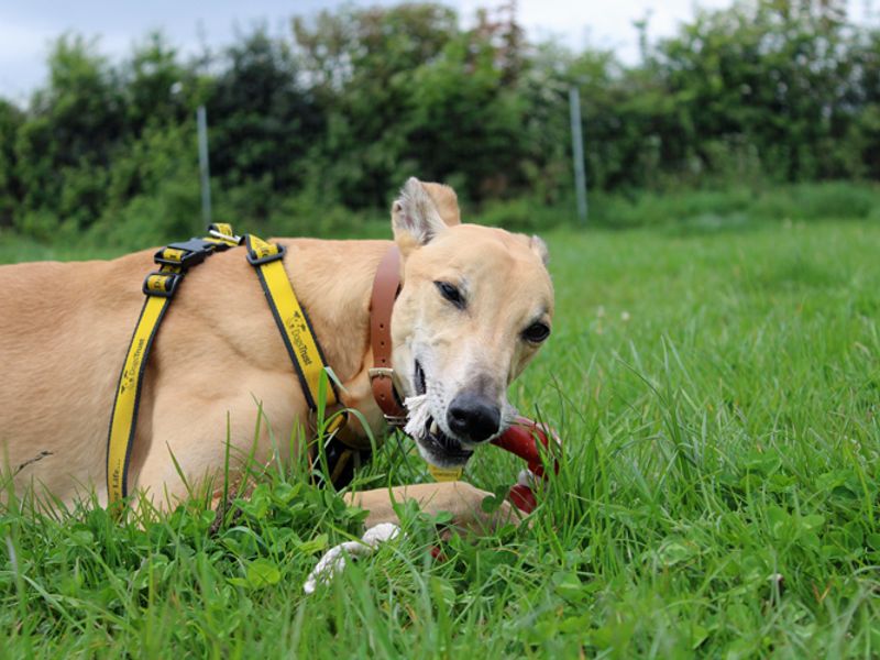 Greyhound for adoption in Liverpool, Merseyside – 8 years old - Image 6 of 7
