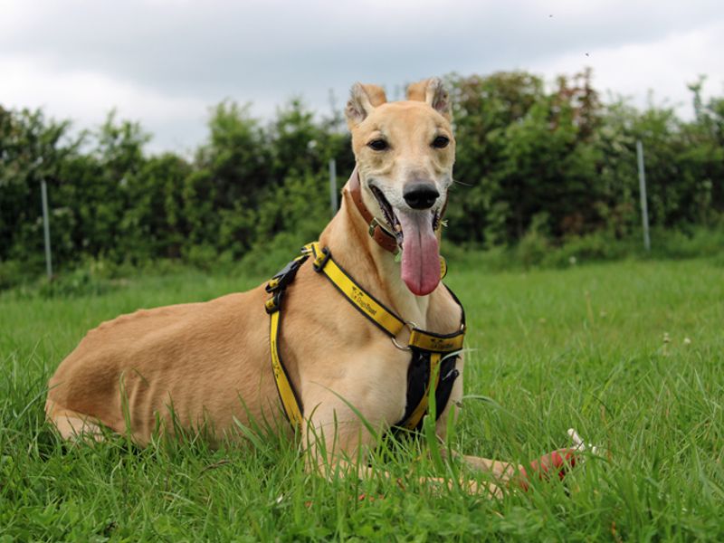 Greyhound for adoption in Liverpool, Merseyside – 8 years old - Image 2 of 7