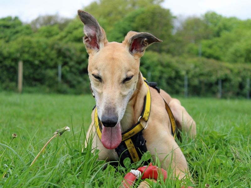 Greyhound for adoption in Liverpool, Merseyside – 8 years old - Image 5 of 7