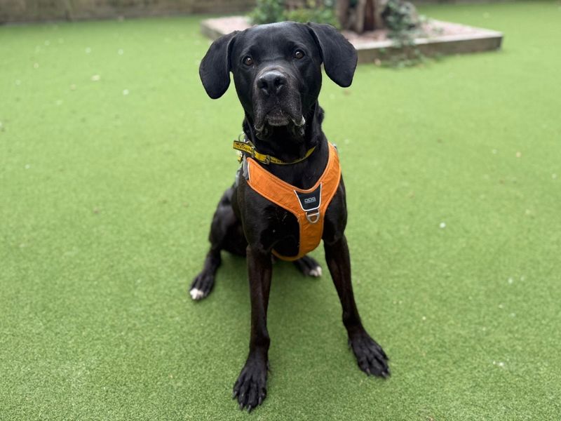 Mastiff for adoption in Chestfield, Kent – 3 years old - Image 2 of 5