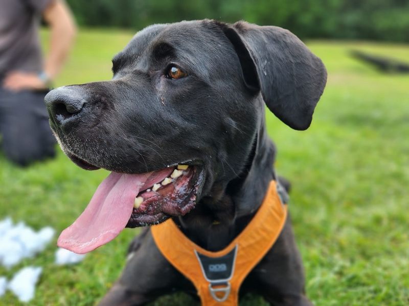 Mastiff for adoption in Chestfield, Kent – 3 years old - Image 5 of 5