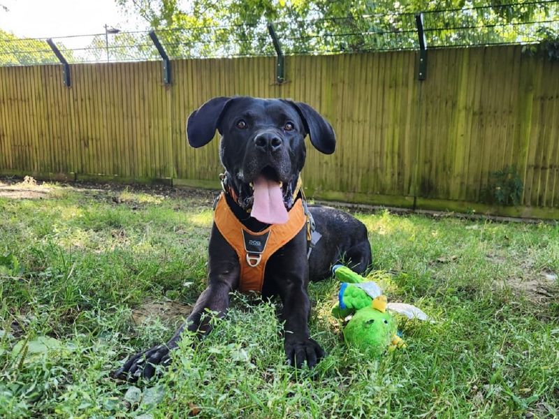 Luca | Mastiff Cross | Canterbury - 1