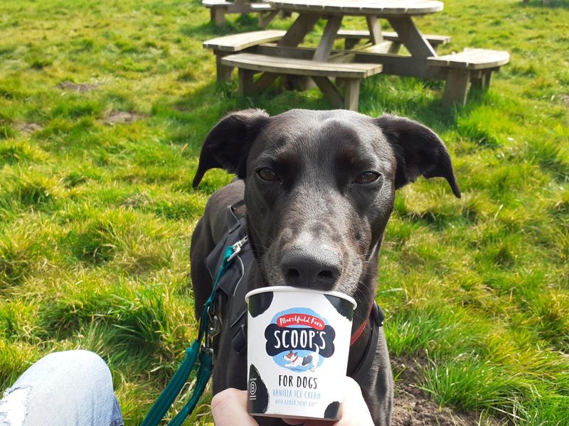 Lexi | Lurcher | Ilfracombe - 1