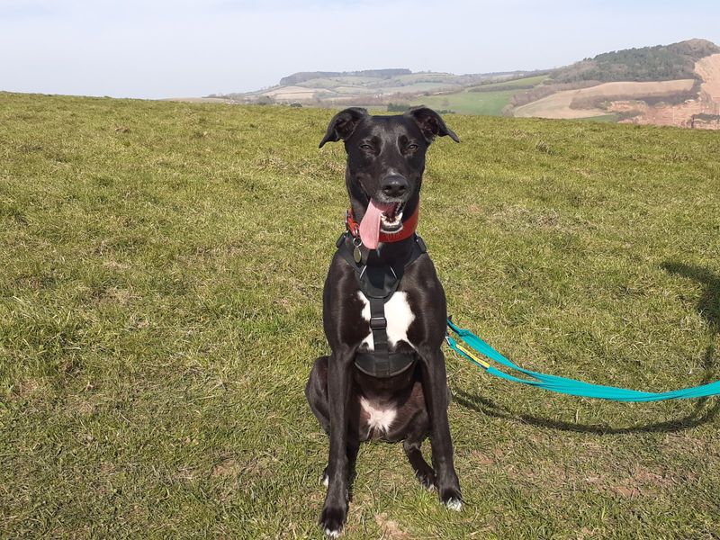 Lexi | Lurcher | Ilfracombe - 1