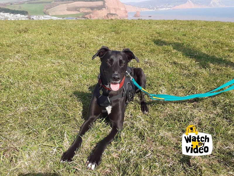 Lexi | Lurcher | Ilfracombe - 1