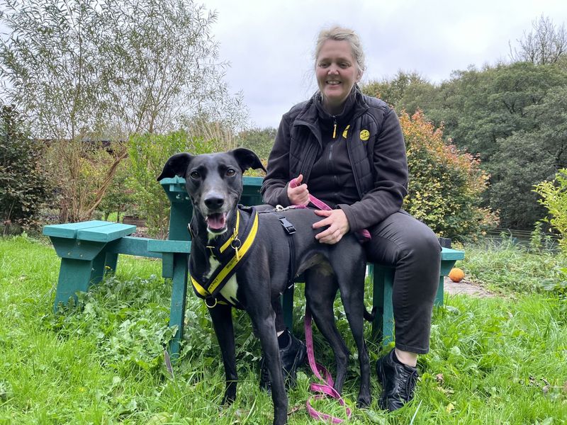 undefined | Lurcher | undefined - 7