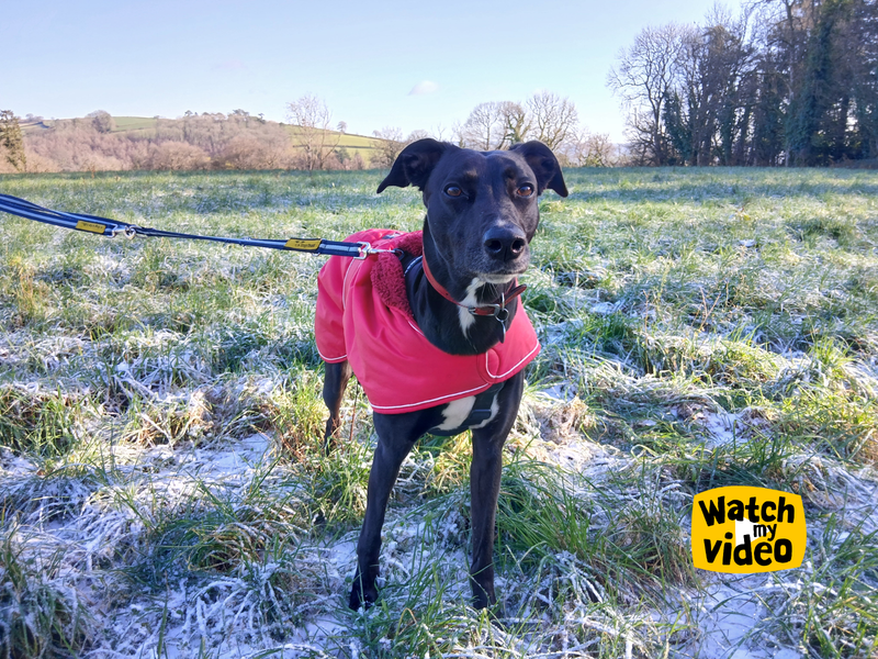 undefined | Lurcher | undefined - 3