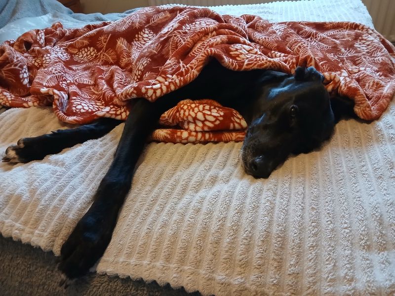 undefined | Lurcher | undefined - 8