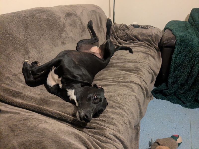 undefined | Lurcher | undefined - 9